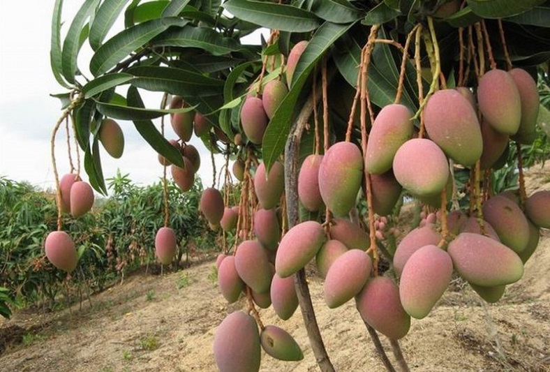  非洲芒果籽