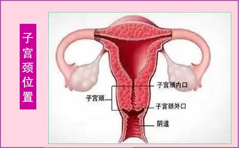 如何改善宫颈粘液促进怀孕？